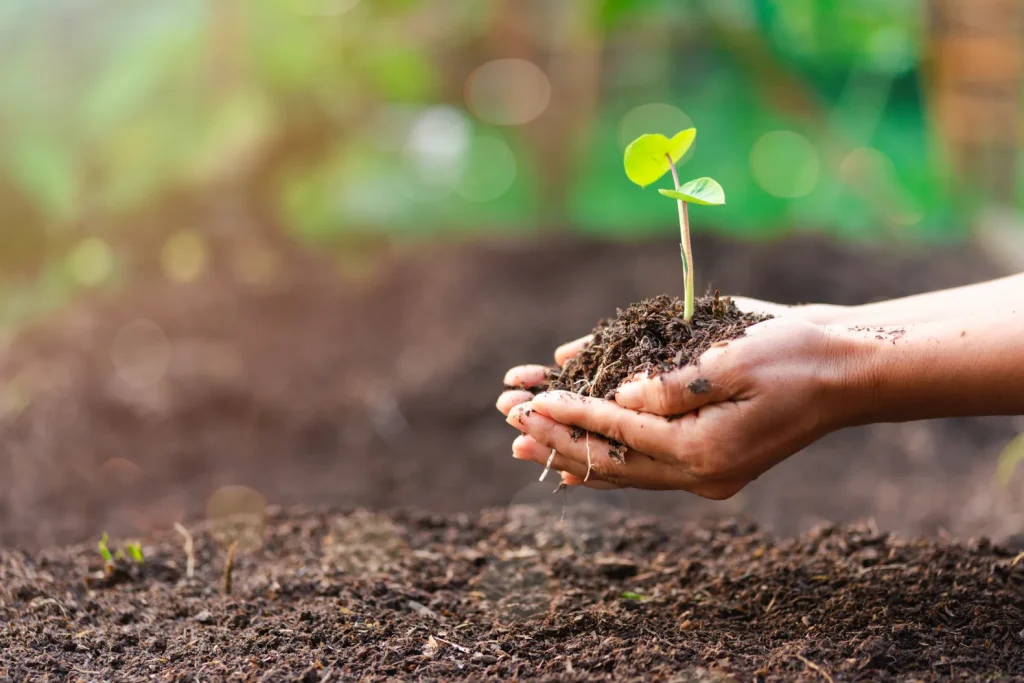 Hands gently hold a small green seedling growing from dark soil.