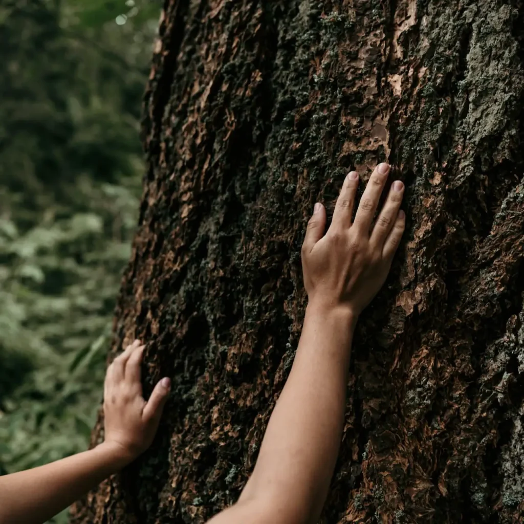 Hands touching the rough bark of a large tree in a forest.